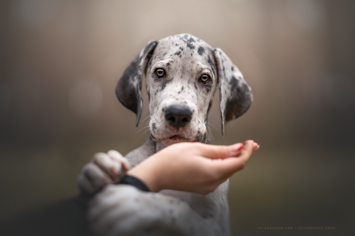 Ilustračný obrázok k článku Môže pes jesť surové mäso? Pozrite si VIDEO!