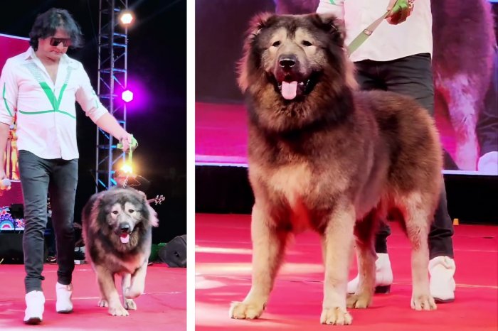 Ilustračný obrázok k článku Takéhoto psa inde nenájdete: Stal sa NAJDRAHŠÍM na svete! Muž za neho zaplatil MILIÓNY
