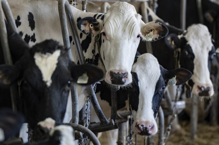 Ilustračný obrázok k článku OPATRENIA pre slintačku a krívačku: UTRATIA tisíce zvierat, zatvoria aj všetky zoo!