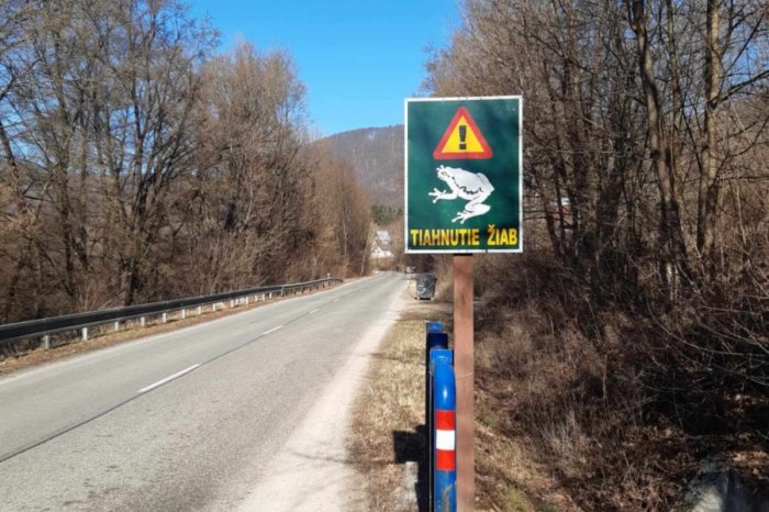 Ilustračný obrázok k článku Na ceste pozor na ŽABY: Ochranári v Košiciach riešia ich migráciu, zber prebieha aj v noci