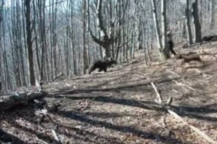 Ilustračný obrázok k článku VIDEO: Muža v Malej Fatre napadla medvedica. Sekerou jej ZAŤAL do hlavy