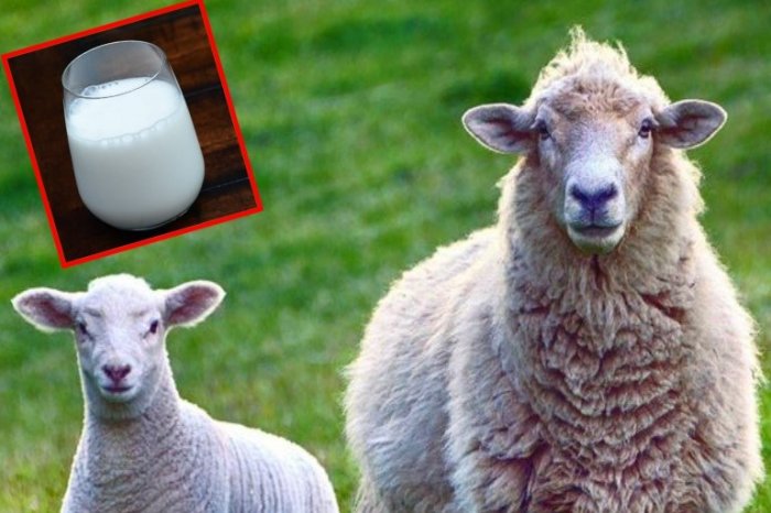 Ilustračný obrázok k článku Ste muž a chutí vám OVČIE mlieko? Univerzita HĽADÁ práve vás!