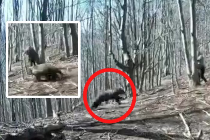 Ilustračný obrázok k článku ÚTOK medvedice v Malej Fatre: Ochranári REAGUJÚ! Toto mohlo VYPROVOKOVAŤ šelmu