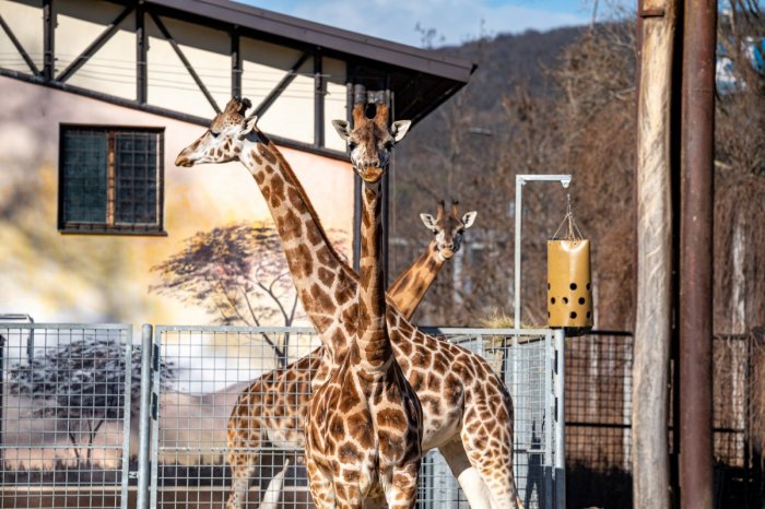 Ilustračný obrázok k článku Opatrenia dopadli aj na Bratislavu: Zoologická záhrada je ZATVORENÁ až do odvolania