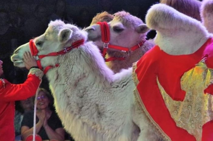 Ilustračný obrázok k článku Cirkus v Poprade má problém: Kvôli šíriacej sa nákaze bude program bez párnokopytníkov