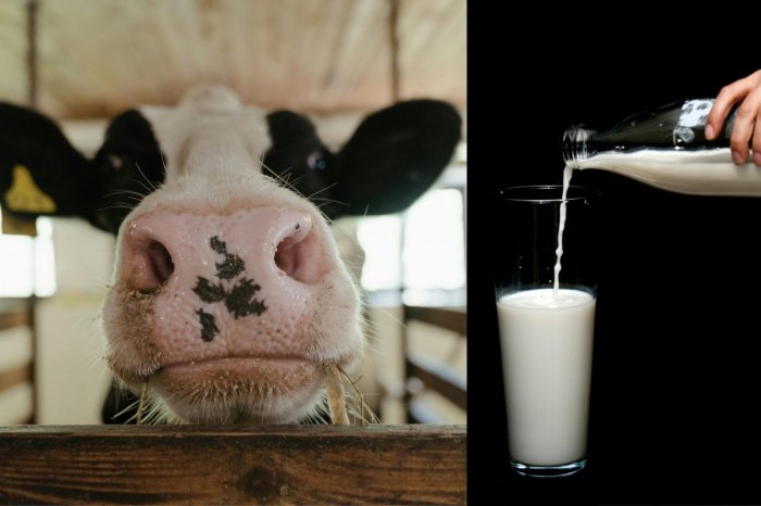 Ilustračný obrázok k článku Pre slintačku a krívačku vyhlásili MIMORIADNU situáciu: Je teraz BEZPEČNÉ piť mlieko?