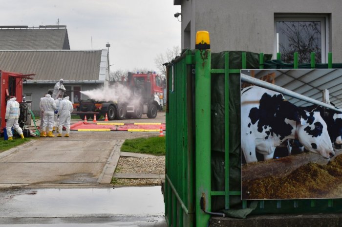Ilustračný obrázok k článku Fico o slintačke a krívačke na Slovensku: Nech nás ochraňuje BOH, aby...