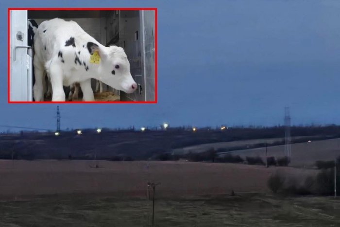 Ilustračný obrázok k článku POPLACH v Leviciach! Zakopávajú sa tam mŕtve NAKAZENÉ zvieratá?