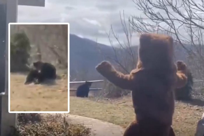 Ilustračný obrázok k článku VIDEO, ktoré sa stalo hitom: Muž sa prezliekol za medveďa a odohnal skutočnú ŠELMU