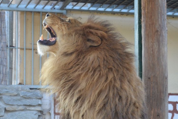 Ilustračný obrázok k článku ZLÉ správy pre návštevníkov i zamestnancov: Zoologickú záhradu v Spišskej teraz neotvoria