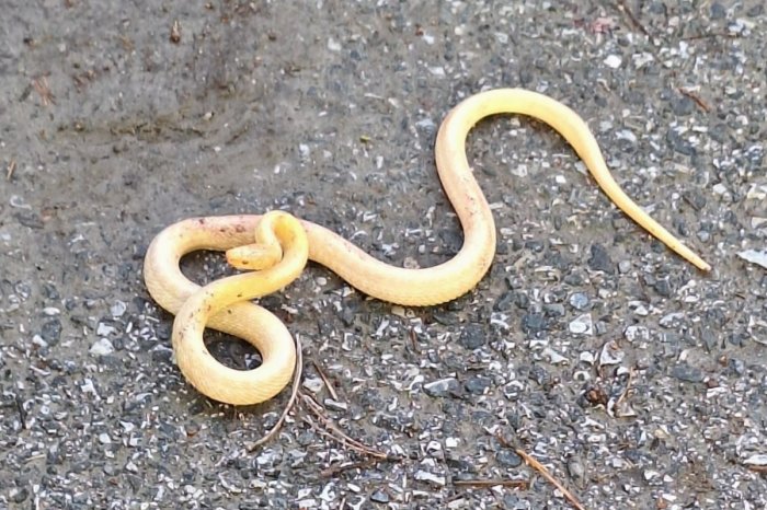 Ilustračný obrázok k článku Ľudia v Chorvátsku odfotili VZÁCNEHO hada! Kým tam prišli odborníci, bol PREČ