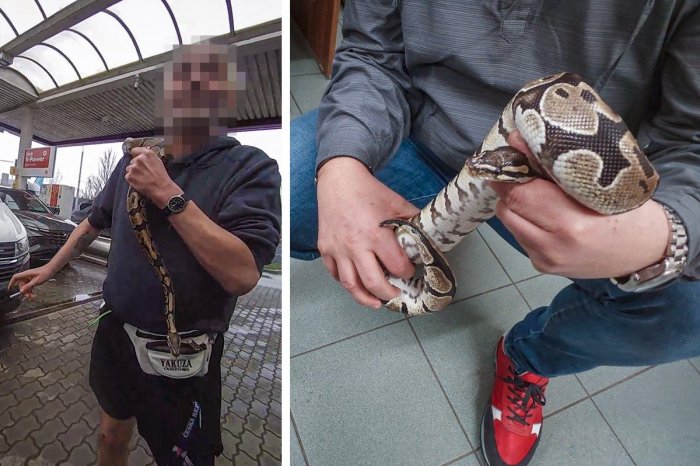 Ilustračný obrázok k článku NEZVYČAJNÝ zásah polície: Opitý muž mal na krku HADA! Vydesil ľudí na čerpacej stanici