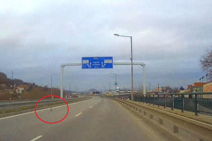 Ilustračný obrázok k článku PREKVAPENIE na ceste: Na mini obchvate v Prešove blúdila nečakaná účastníčka premávky