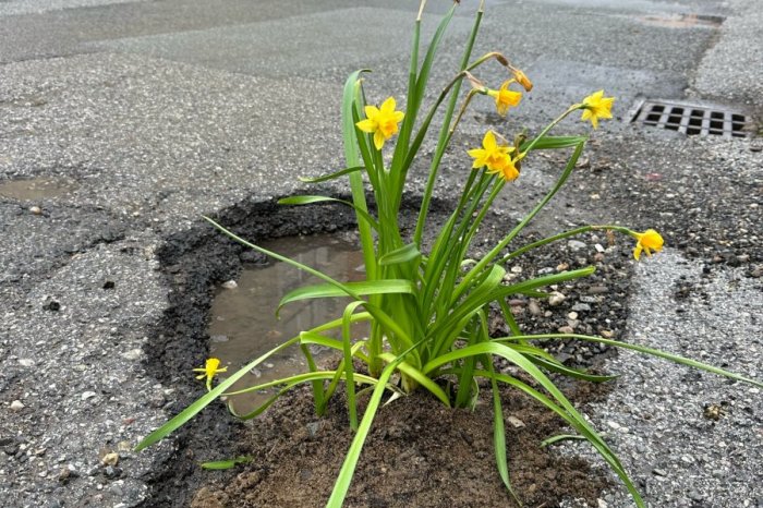 Ilustračný obrázok k článku Košičania sa zabávajú na výtlku: Keďže nie je opravený, zasadili tam narcisy, FOTO