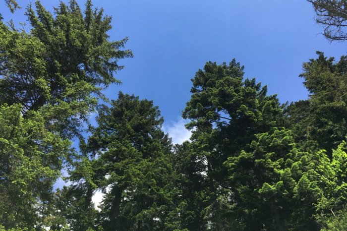 Ilustračný obrázok k článku Kúpanie sa v plesách je zakázané, no LESNÝ kúpeľ nie: Ponúkajú ho v národnom parku