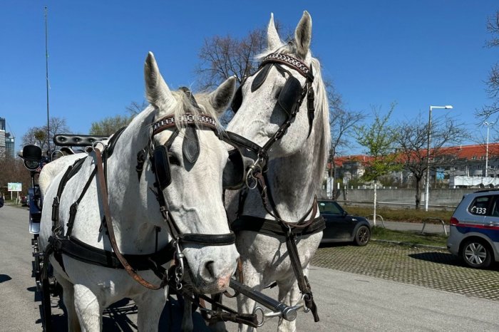 Ilustračný obrázok k článku Vodiči neverili vlastným očiam: Koč s koňmi spôsobil na DIAĽNICI vo Viedni kolóny! VIDEO