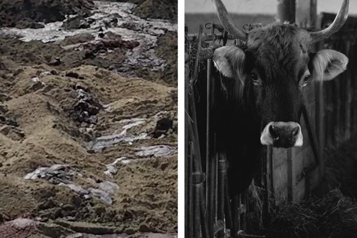 Ilustračný obrázok k článku VIDEO pre silné žalúdky: Z miesta, kde hromadne zakopali nakazené kravy, uniká KRV a plyny