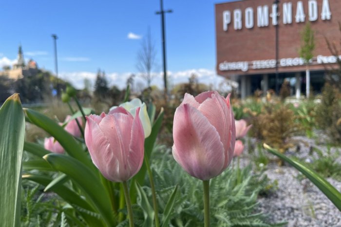 Ilustračný obrázok k článku Pred obchodným centrom je to ako v ZÁHRADE: Rozkvitlo tam 10-TISÍC tulipánov! FOTO