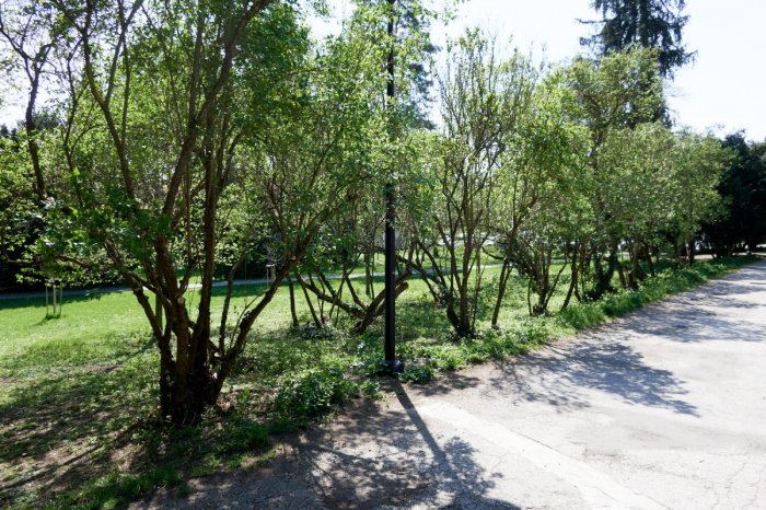 Ilustračný obrázok k článku Oslávte DEŇ STROMU: Bohatý program prinesie DIVADLO aj premietanie FILMU