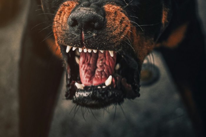 Ilustračný obrázok k článku BRUTÁLNY útok! Agresívny pes vybehol z dvora a DOHRÝZOL tri malé dievčatá