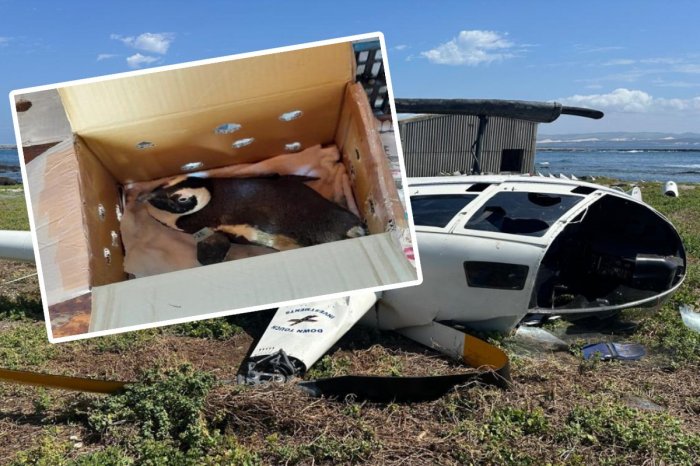 Ilustračný obrázok k článku KURIÓZNA nehoda: Haváriu vrtuľníka spôsobil TUČNIAK v krabici!