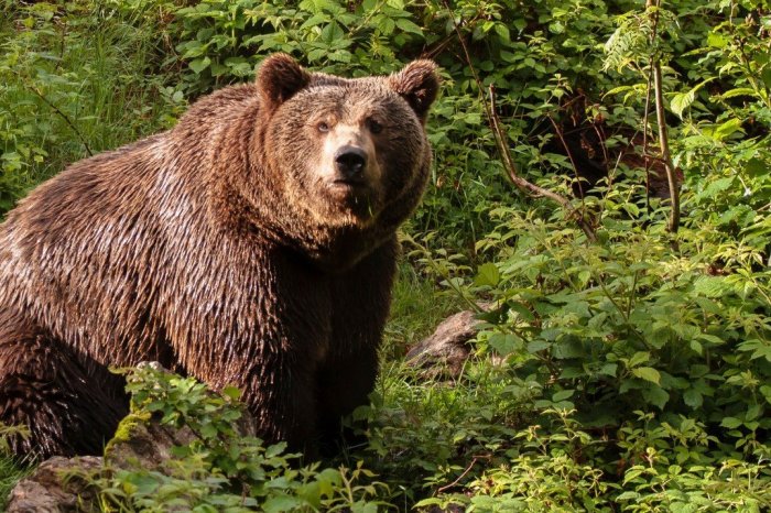 Ilustračný obrázok k článku UPOZORNENIE pred výskytom šelmy: Z Podolínca vystríhajú pred DOSPELÝM medveďom