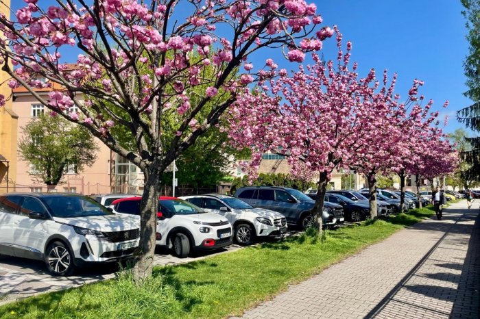 Ilustračný obrázok k článku Je to TU: Najkrajšia ulica v NITRE je celá RUŽOVÁ! FOTO