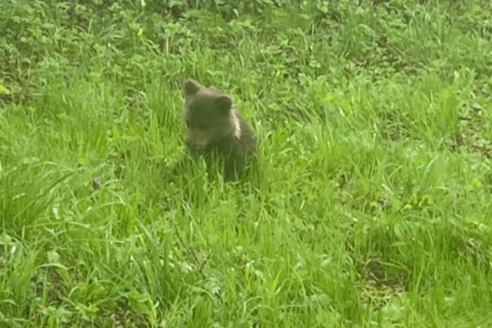 Ilustračný obrázok k článku MEDVEĎA videli na cintoríne, VARUJE obec: V ďalšej dokonca ODCHYTILI mláďa