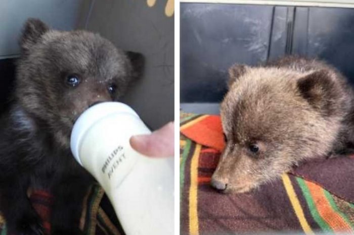 Ilustračný obrázok k článku ZOO v Bojniciach sa rozrástla o nájdené MEDVIEĎATÁ: Sú slabé a silno dehydrované, FOTO