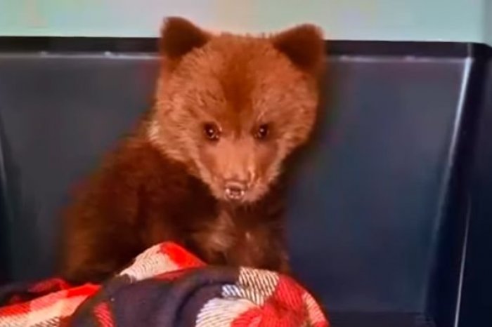 Ilustračný obrázok k článku Malý MEDVEDÍK našiel nový domov: Cestu ROZKOŠNÉHO drobca zachytili na VIDEO