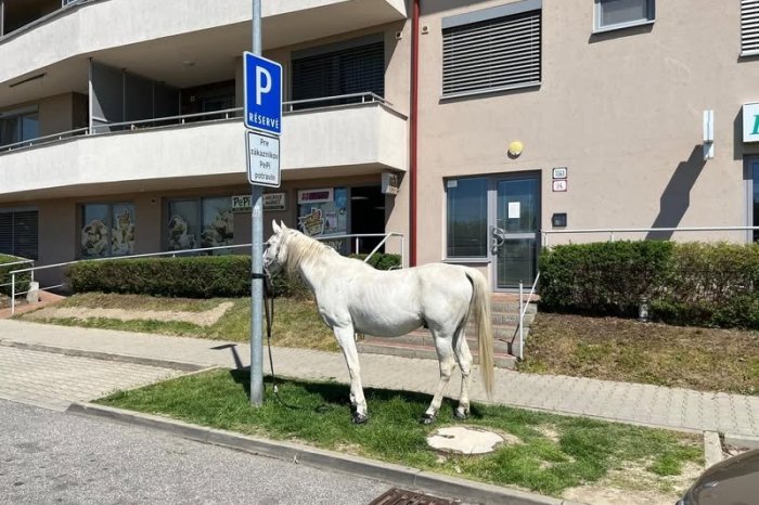 Ilustračný obrázok k článku KURIOZITA DŇA: V Rusovciach spokojne "parkoval" biely kôň priviazaný o lampu