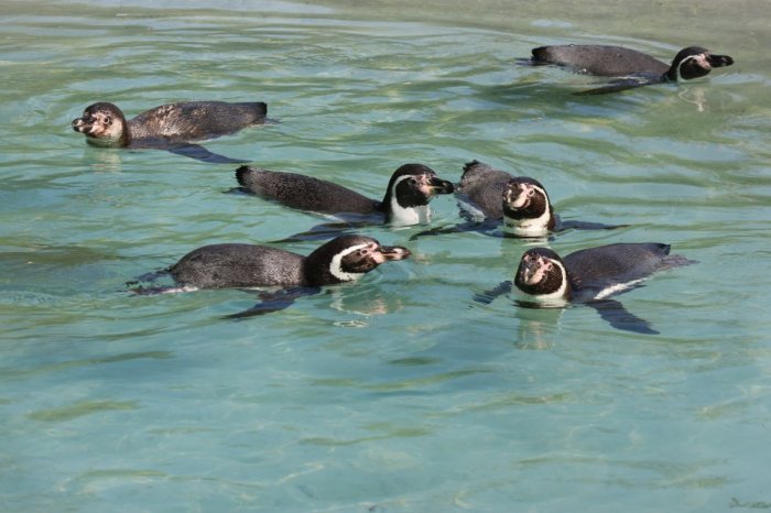 Ilustračný obrázok k článku ZOO Košice počíta s OBROVSKÝMI finančnými stratami: Je už však pre návštevníkov otvorená