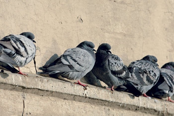 Ilustračný obrázok k článku Ľuďom PREKÁŽAJÚ holuby: Tak veľa ich vraj nikdy NEBOLO