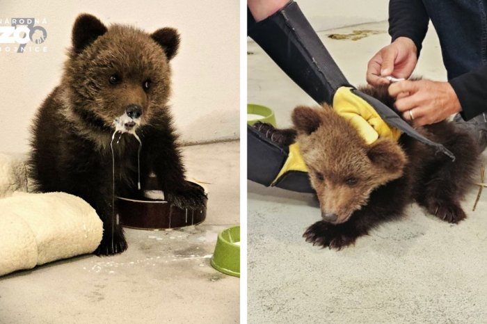 Ilustračný obrázok k článku Osirelé MEDVIEĎA sa túlalo po ceste: ROZKOŠNÉ mláďa našlo NOVÝ domov v ZOO, FOTO