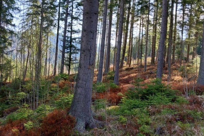 Ilustračný obrázok k článku Zatiaľ nezačínajú zelenať, silné mrazy ich poškodili: Čučoriedky v Tatrách veľmi trpia