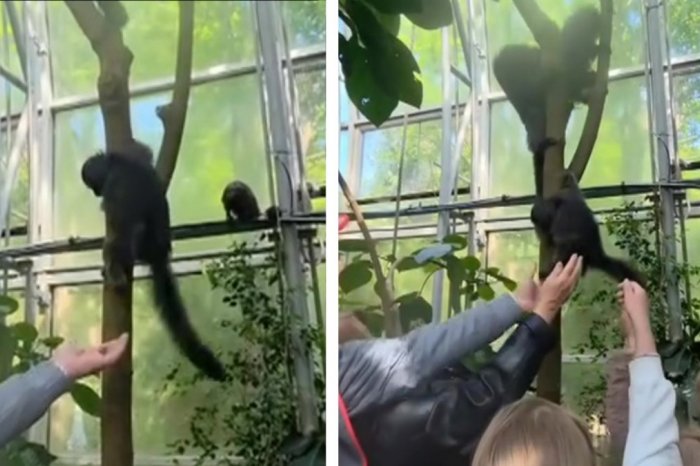 Ilustračný obrázok k článku Zoo zverejnila VIDEO a ľudia hromžia: ŠIALENÉ! Niekto kŕmil opice ČOKOLÁDOU