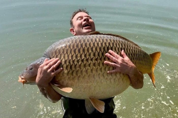 Ilustračný obrázok k článku Pri Balatone chytili OBRA: Rekordný kapor mal takmer 48 KILOGRAMOV!