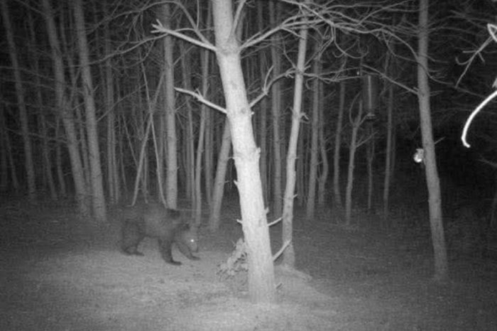 Ilustračný obrázok k článku Objavil sa na NEČAKANÝCH miestach: Medveďa spozorovali ľudia už aj na Šariši
