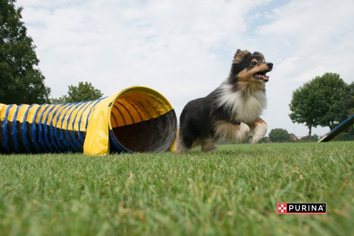 Ilustračný obrázok k článku Purina otvorila v Prievidzi svoje prvé psie ihrisko na Slovensku