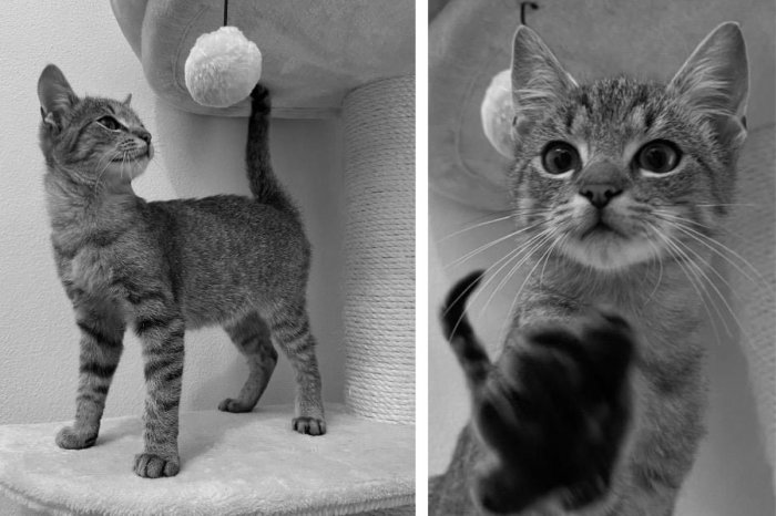 Ilustračný obrázok k článku OHAVNÝ prípad! Muž železnou tyčou UMLÁTIL susedovho 6-mesačného kocúra