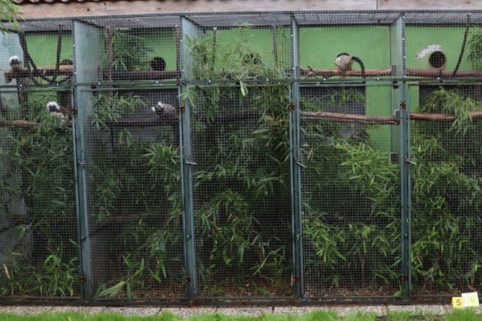 Ilustračný obrázok k článku Polícia našla OPICE vo voliérach! Muži majú problém pre ILEGÁLNY chov