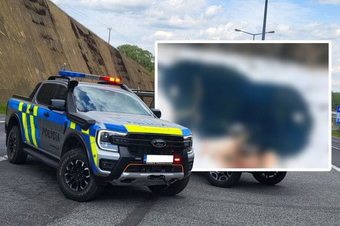 Ilustračný obrázok k článku Muž na Slovensku takmer UTÝRAL koňa na smrť! Z tej FOTKY vám pukne srdce