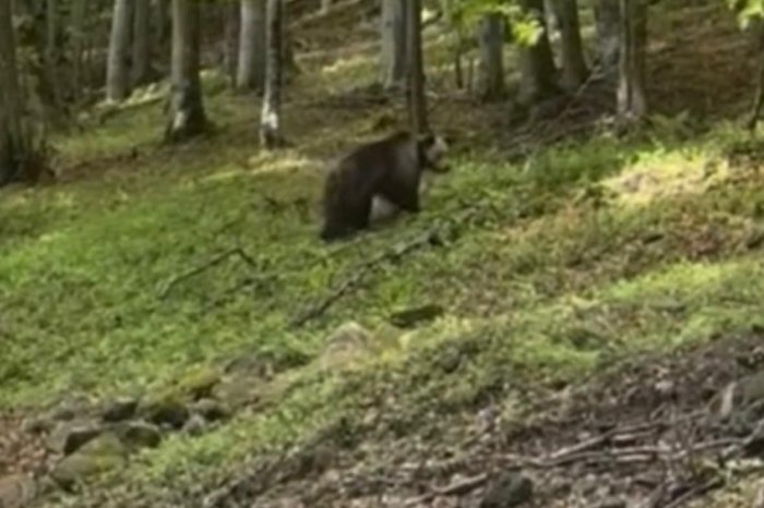 Ilustračný obrázok k článku Pozor, medvedica s mláďaťom v blízkosti Detvy! VAROVALO mesto, VIDEO a FOTO