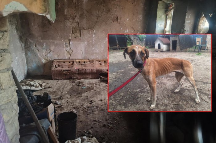 Ilustračný obrázok k článku BEZCITNÁ majiteľka sa ODSŤAHOVALA! 15 psov ZACHRÁNILI z otrasných podmienok