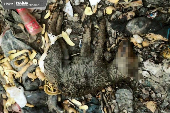 Ilustračný obrázok k článku Na sociálnej sieti to vyvolalo búrku znechutenia: Muž v Sečovciach dobil psíka KLADIVOM