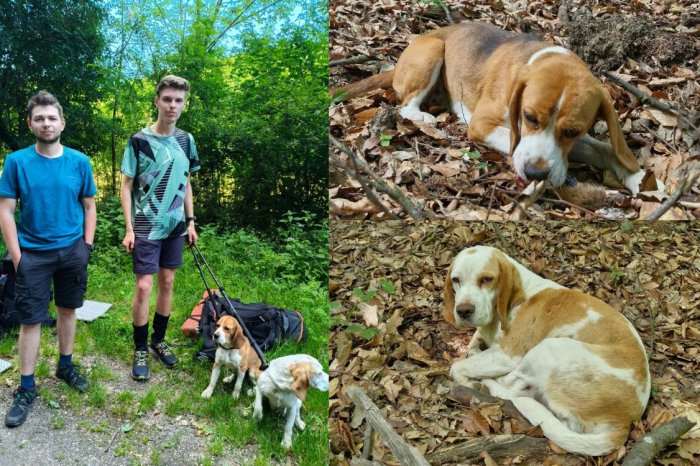 Ilustračný obrázok k článku Túra sa zmenila na ZÁCHRANU psov: BÍGLICE niesli 2 KM na RUKÁCH!