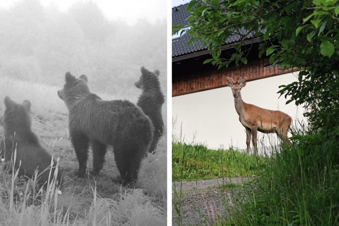 Ilustračný obrázok k článku Ďalšie obce VARUJÚ nielen pred MEDVEĎMI: Pri Bystrici chodí DIVÁ zver až do dediny, FOTO