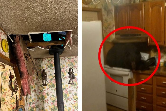 Ilustračný obrázok k článku Rodine sa cez strop PREPADOL do domu medveď! Našli ho ležať na SPORÁKU