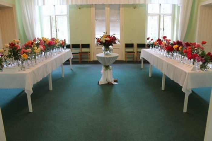 Ilustračný obrázok k článku Arborétum sa zmení na RUŽOVÝ raj: Spoznajte ten NAJ kvet!