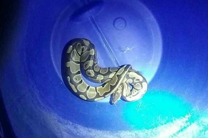 Ilustračný obrázok k článku ŠOK v slovenskom meste: Do bytu na 3. poschodí sa cez okno dostal HAD!